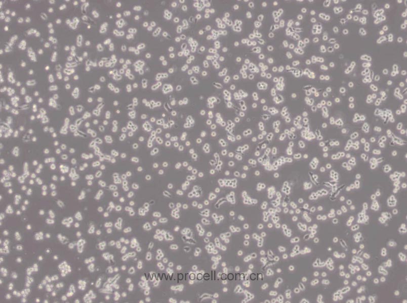 RAW 264.7 (小鼠单核巨噬细胞白血病细胞) (种属鉴定正确)