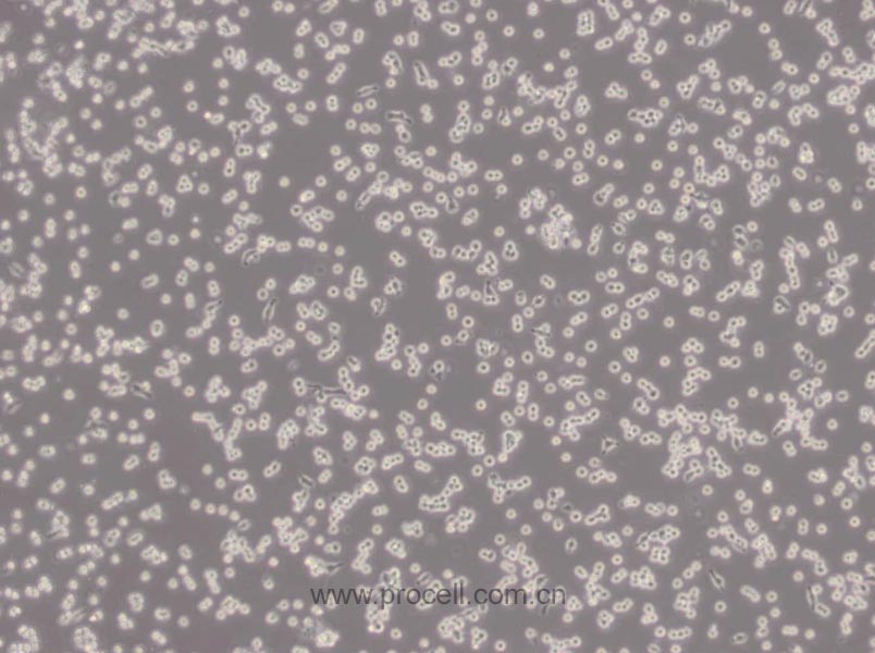 RAW 264.7 (小鼠单核巨噬细胞白血病细胞) (STR鉴定正确)