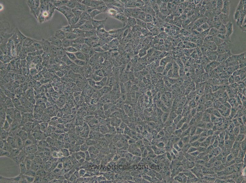 TM3 (小鼠睾丸间质细胞) (STR鉴定正确)