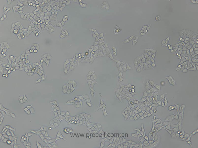 WISH (人羊膜细胞) (Hela污染细胞系，暂不供应)