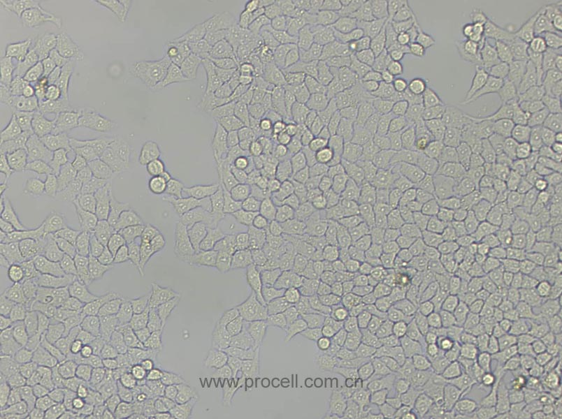 WISH (人羊膜细胞) (Hela污染细胞系，暂不供应)