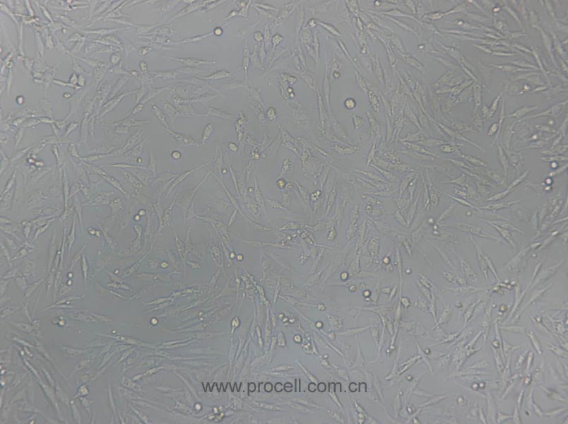UMNSAH/DF-1 (鸡胚成纤维细胞)