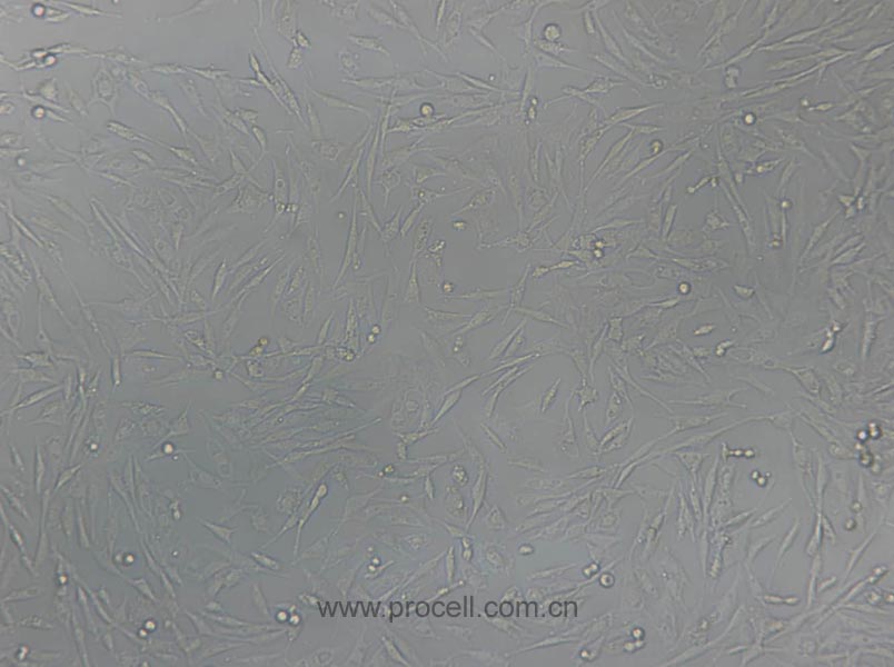 UMNSAH/DF-1 (鸡胚成纤维细胞)