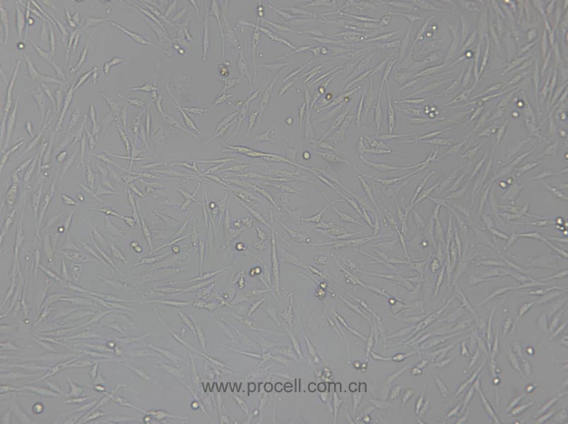 UMNSAH/DF-1 (鸡胚成纤维细胞) (种属鉴定正确）