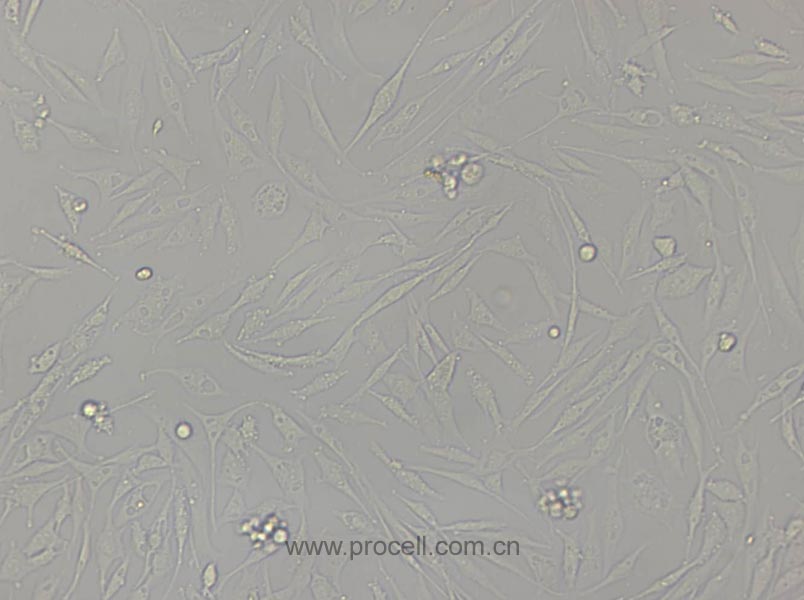 UMNSAH/DF-1 (鸡胚成纤维细胞) (种属鉴定正确）