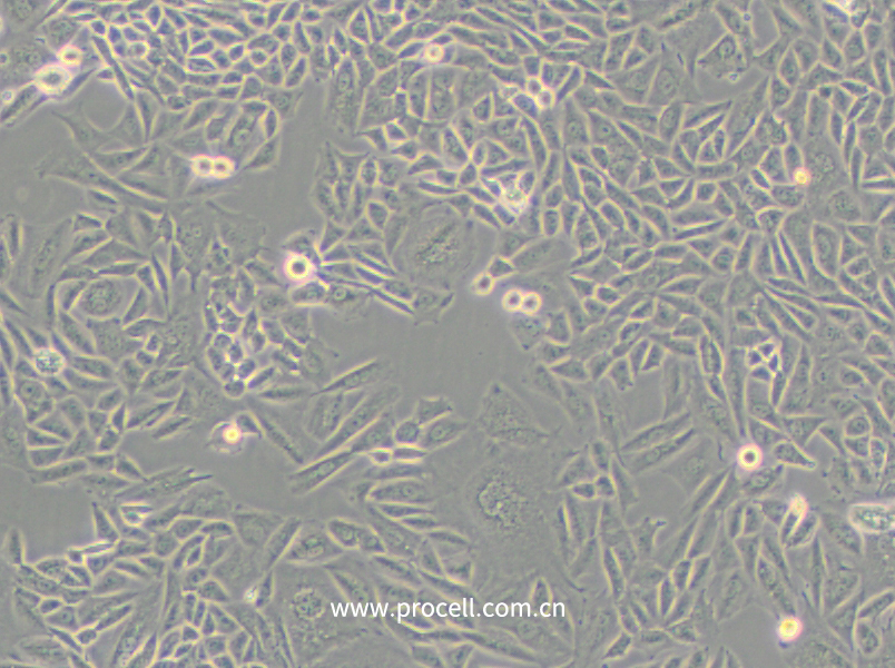 CTLA4 Ig-24 (中国仓鼠卵巢细胞)(种属鉴定正确)