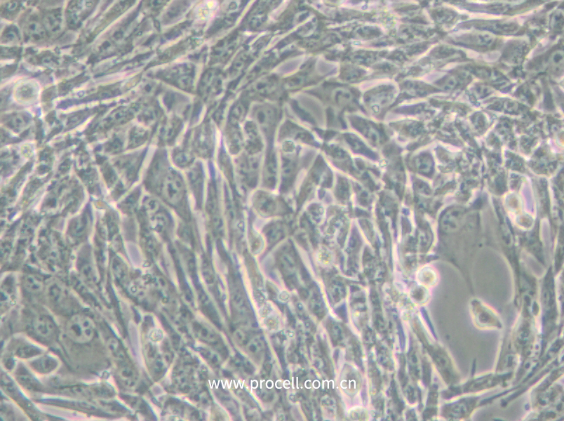 3T6-Swiss albino (小鼠胚胎成纤维细胞) (种属鉴定正确)