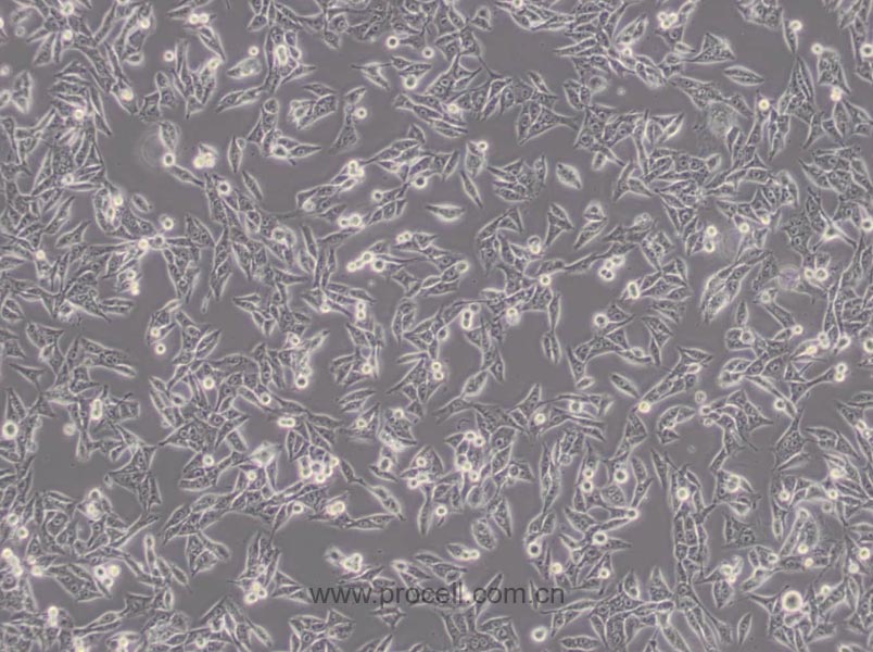 MDA-MB-435 (人乳腺癌高转移细胞) (M14污染细胞系，暂不供应)