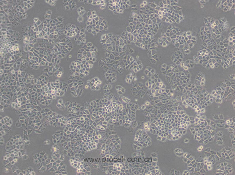NCI-H460 [H460] (人大细胞肺癌细胞) (STR鉴定正确)