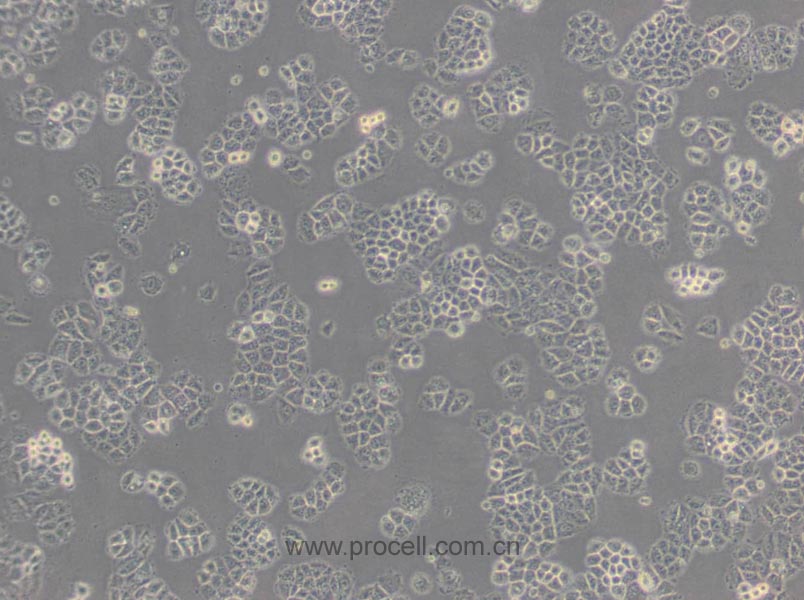 NCI-H460 [H460] (人大细胞肺癌细胞) (STR鉴定正确)