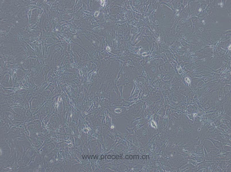 C3H/10T1/2, Clone 8 (小鼠胚胎成纤维细胞) (种属鉴定正确)