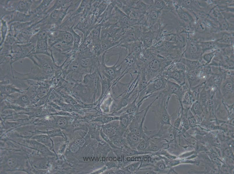 C3H/10T1/2, Clone 8 (小鼠胚胎成纤维细胞) (STR鉴定正确)