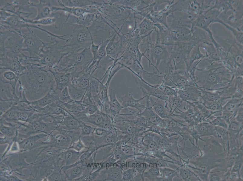 C3H/10T1/2, Clone 8 (小鼠胚胎成纤维细胞) (STR鉴定正确)