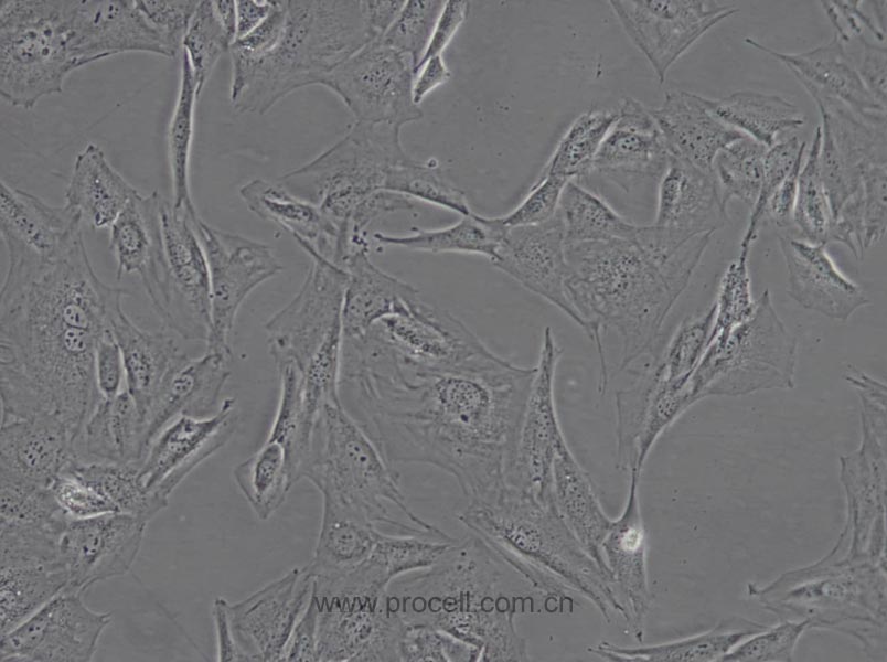 MC3T3-E1 Subclone 14 (小鼠颅顶前骨细胞亚克隆14) (STR鉴定正确)