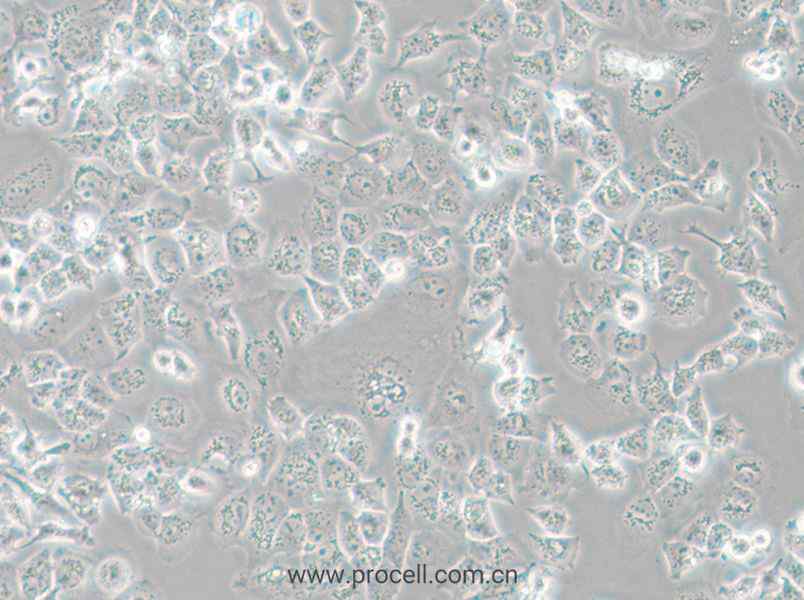 NCI-H23 (人非小细胞肺癌细胞) (STR鉴定正确)