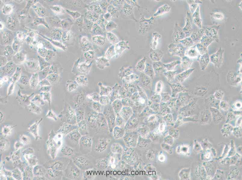 NCI-H23 (人非小细胞肺癌细胞) (STR鉴定正确)