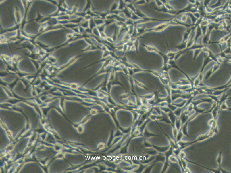 Psi2 DAP (小鼠胚胎成纤维细胞) (种属鉴定正确)