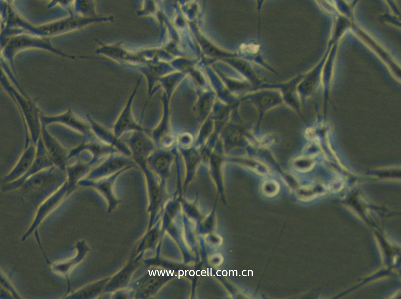 Psi2 DAP (小鼠胚胎成纤维细胞) (种属鉴定正确)