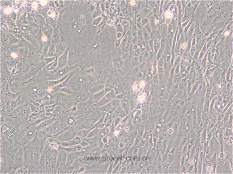 Pt K1 [NBL-3] (袋鼠肾细胞)