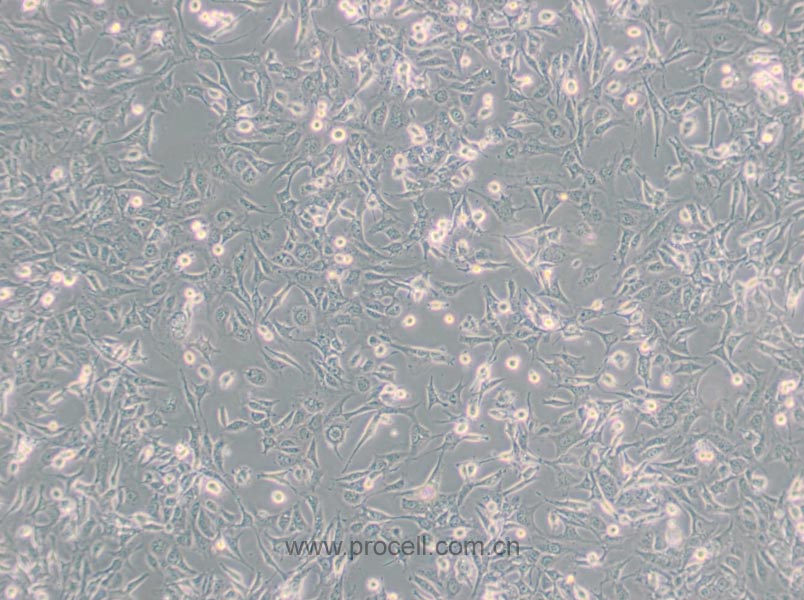 SV40 MES 13 (小鼠肾小球系膜细胞) (种属鉴定正确)