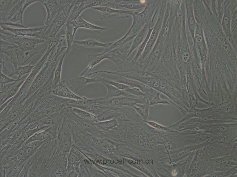 CCC-SMC-1 (兔主动脉平滑肌细胞)(暂不出售）