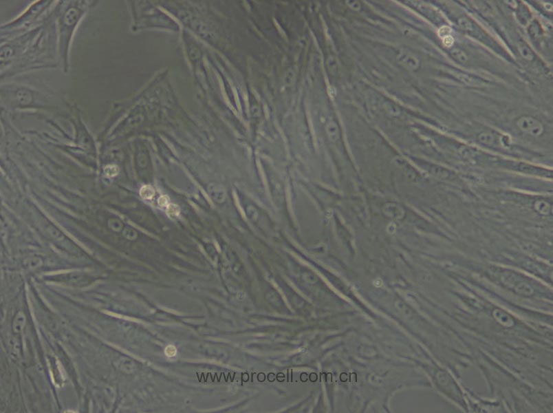 CCC-SMC-1 (兔主动脉平滑肌细胞)(暂不出售）