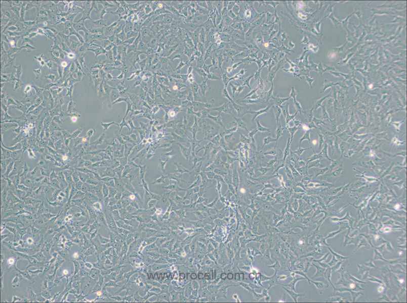 Mv.1.Lu [NBL-7; Mv1Lu] (貂肺上皮细胞)