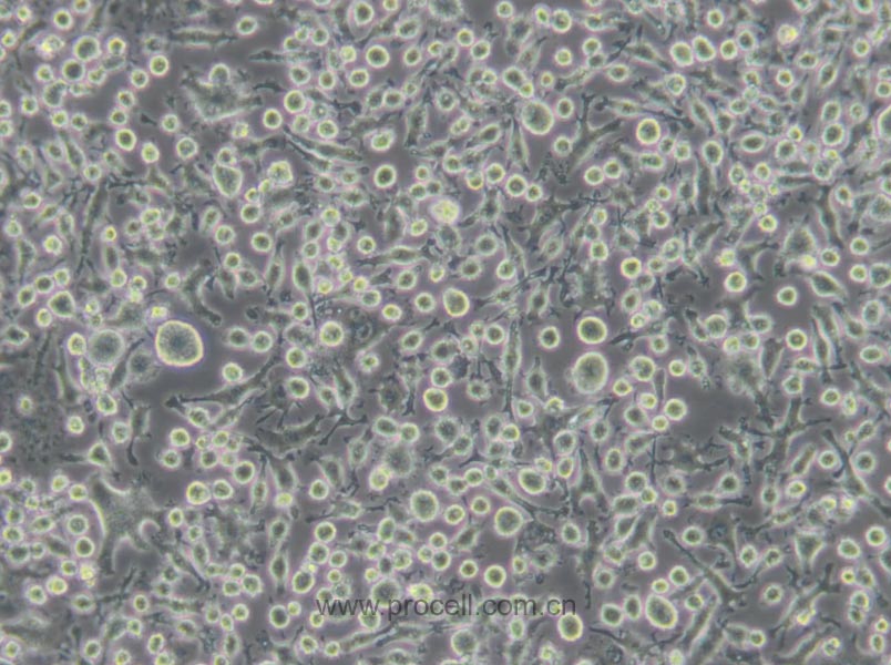 BV2 (小鼠小胶质细胞) (种属鉴定正确)