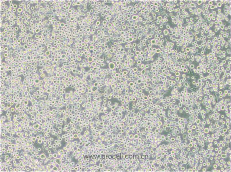 MEG-01 (人成巨核细胞白血病细胞)(STR鉴定正确)