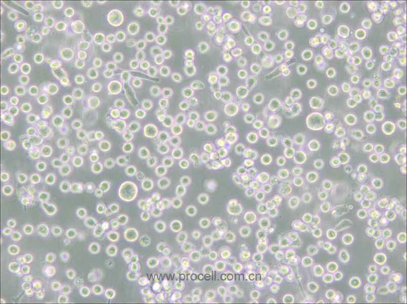 MEG-01 (人成巨核细胞白血病细胞)(STR鉴定正确)
