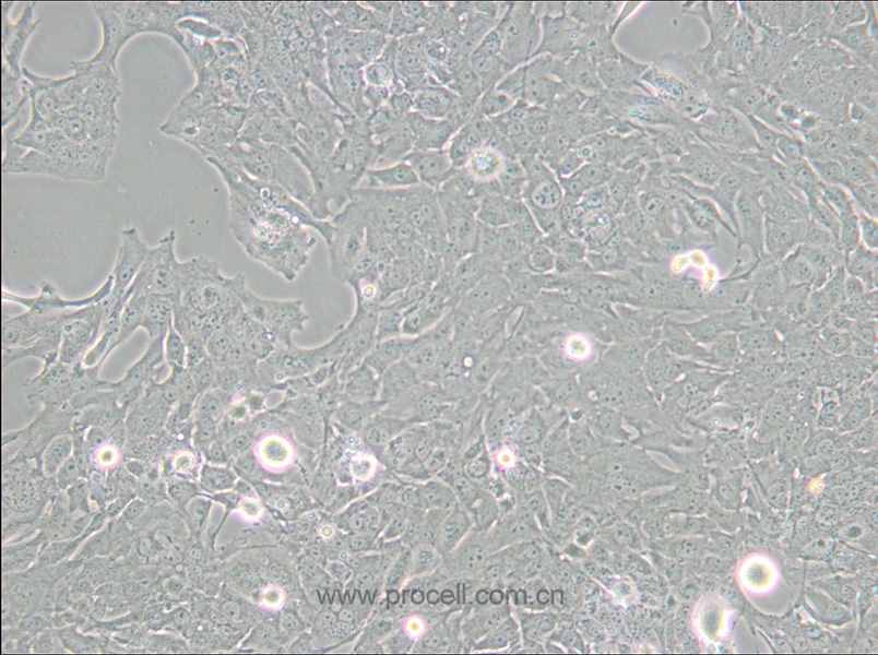 C8-D1A (小鼠小脑星形胶质细胞)(种属鉴定正确)