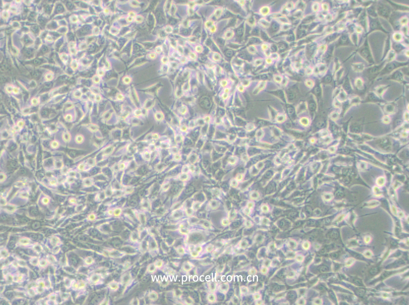DC2.4 (小鼠骨髓来源树突状细胞) (种属鉴定正确) (暂不出售)