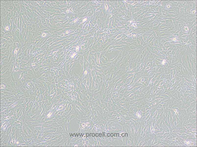 GC-2spd (ts) (小鼠精母细胞) (种属鉴定正确)