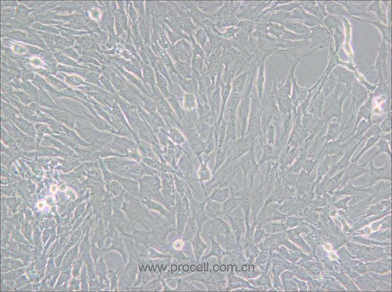 GC-2spd(ts) (小鼠精母细胞) (种属鉴定正确)