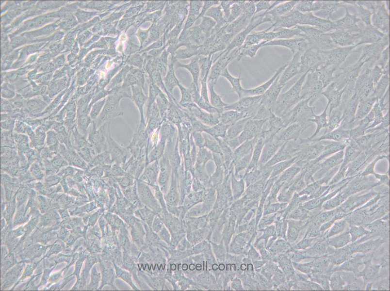 GC-2spd(ts) (小鼠精母细胞) (种属鉴定正确)
