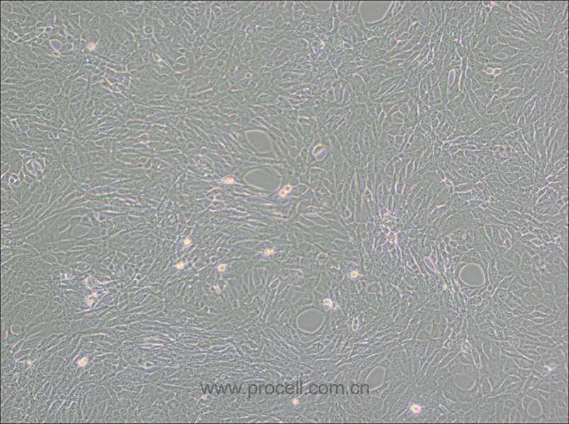 GC-1 spg (小鼠精原细胞) (种属鉴定正确)