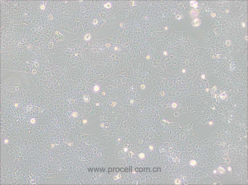 AML12 (小鼠正常肝细胞) (种属鉴定正确)