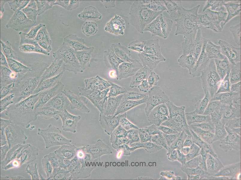 NCI-H1563 (人非小细胞肺癌细胞) (STR鉴定正确)