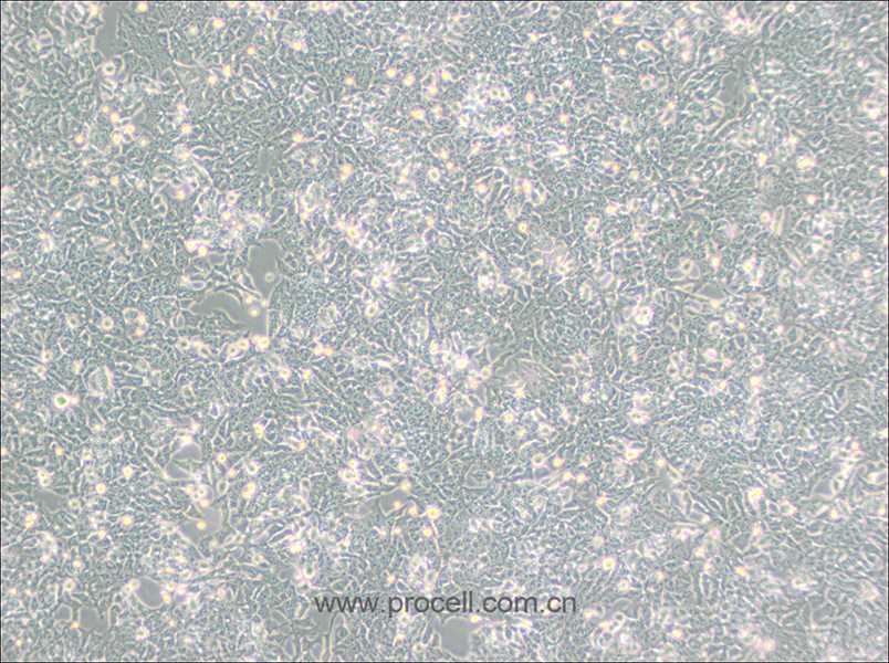 NE-4C（小鼠神经干细胞） (种属鉴定正确)