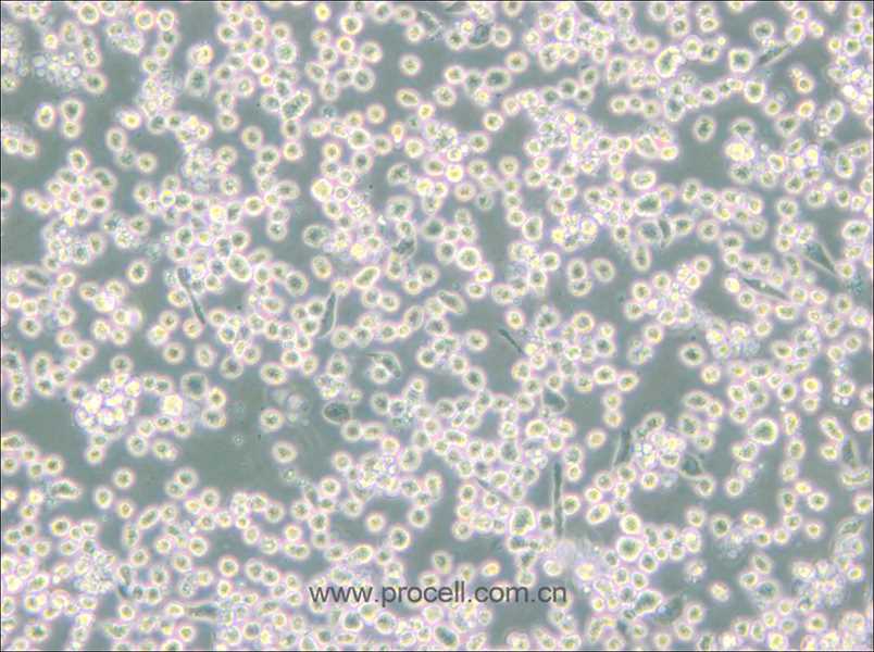 M-07e (人巨细胞白血病细胞) (STR鉴定正确)