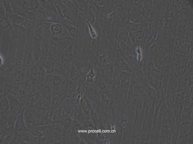 MC3T3-E1 Subclone 24 (小鼠胚胎成骨细胞前体细胞) (新引进) (种属鉴定正确)