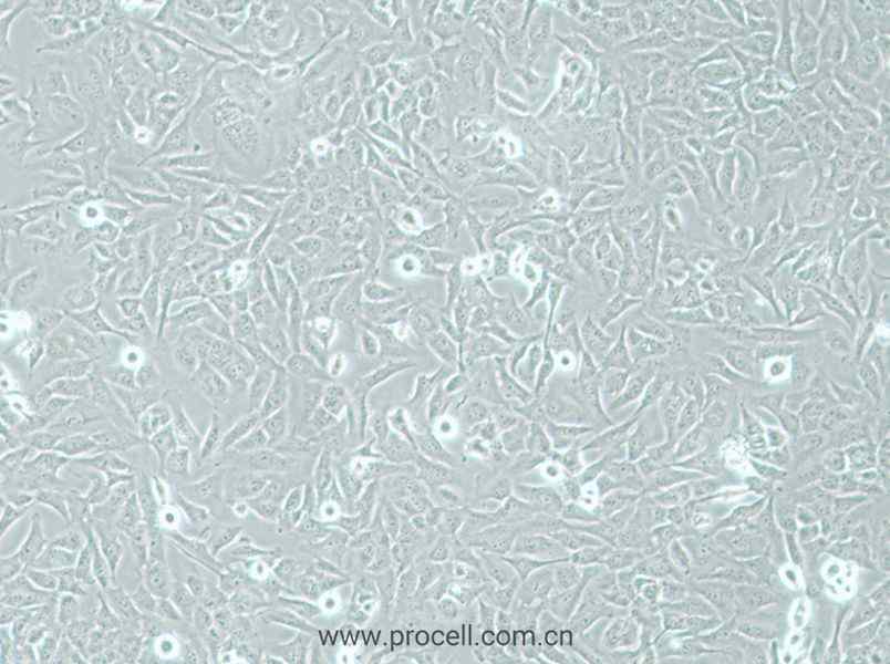 AC16 (人心肌细胞) (STR鉴定正确)
