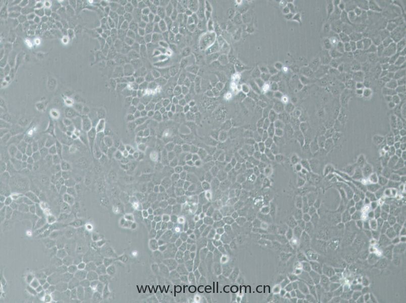 A-253 (人颌下腺表皮癌细胞) (STR鉴定正确)