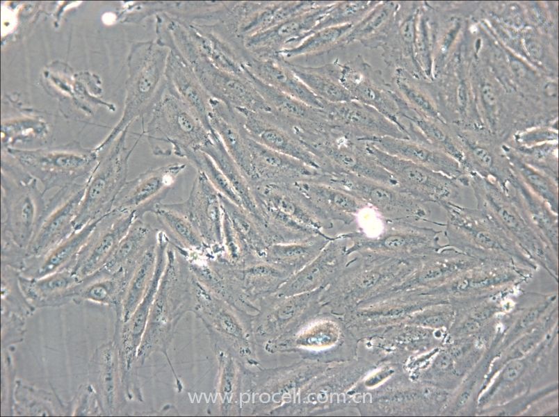 NCI-H2030 (人非小细胞肺癌细胞) (STR鉴定正确)