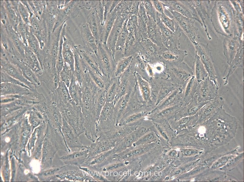 NCI-H2030 (人非小细胞肺癌细胞) (STR鉴定正确)
