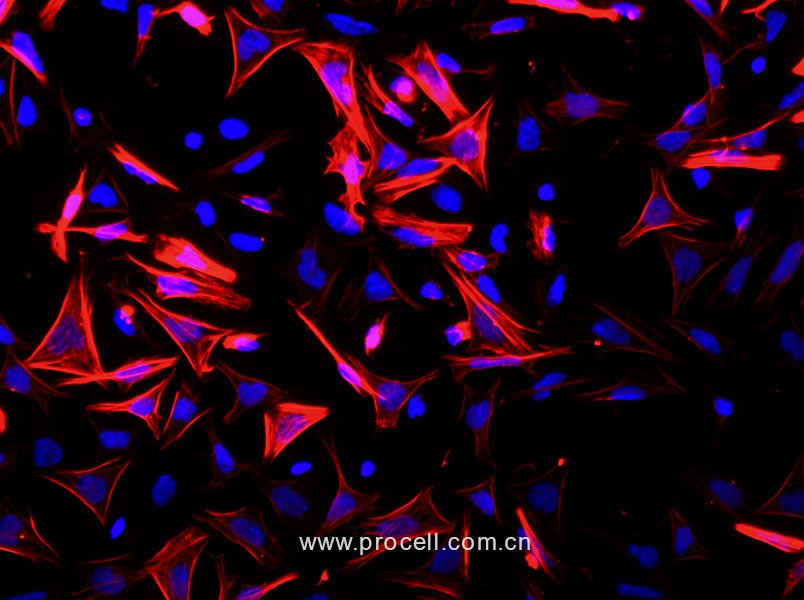 小鼠小肠平滑肌细胞