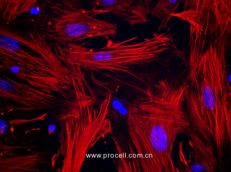 小鼠子宫平滑肌细胞