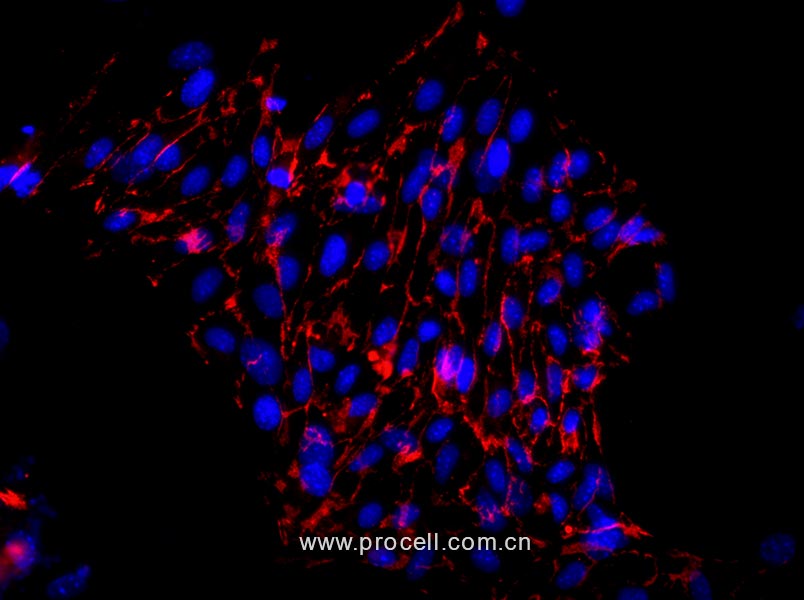 小鼠主动脉内皮细胞