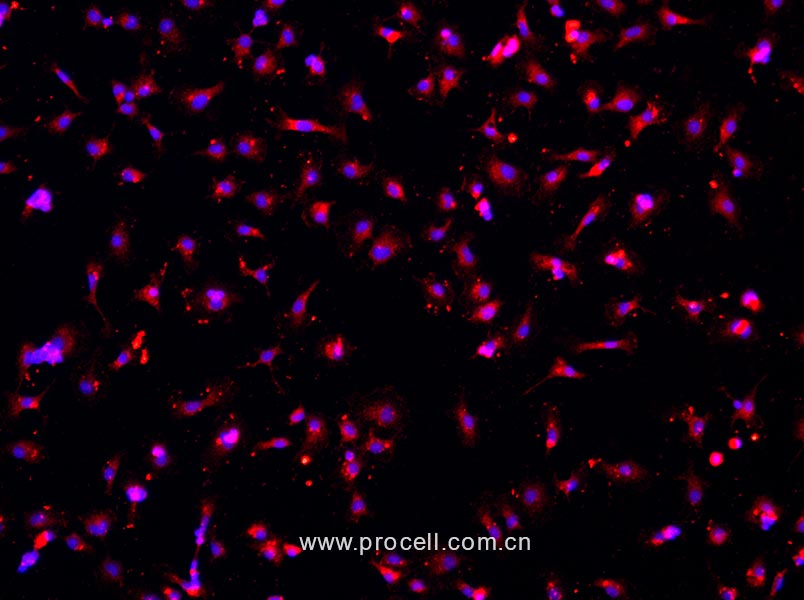 小鼠神经小胶质细胞