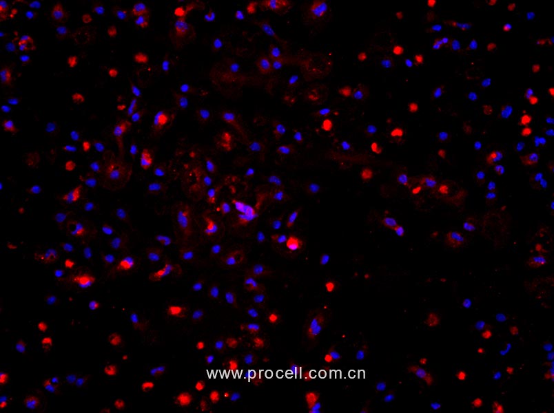 小鼠脂肪间充质干细胞